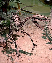 Charger l'image dans la galerie, Zuni skeleton Suskityrannus