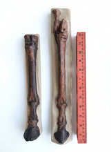 Load image into Gallery viewer, Horse legs and hooves cast replicas (Teaching quality) painted