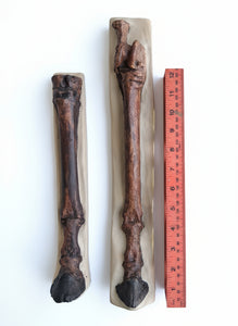 Horse legs and hooves cast replicas (Teaching quality) painted