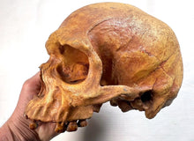 Charger l'image dans la galerie, Human Male Australian Aboriginal Skull Painted
BC-031P Bone Clones (2026)