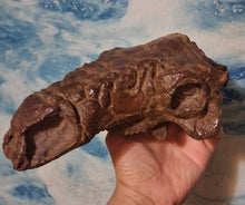 Charger l&#39;image dans la galerie, Pawpawsaurus Nodosaurid Ankylosaur skull (lacking mandible) Dinosaur Ankylosaurus skull cast replica