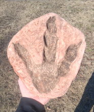 Laden Sie das Bild in den Galerie-Viewer, Dinosaur Large Footprint Track Cast Replica Carnosaur Jurassic Virginia replica Theropod Grallator