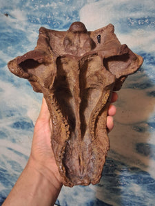 Pawpawsaurus Nodosaurid Ankylosaur skull (lacking mandible) Dinosaur Ankylosaurus skull cast replica