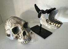 Load image into Gallery viewer, KNM-ER 1813

Homo habilis cast replica Full-size Bone Clones 2026