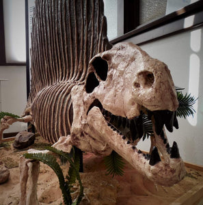 Dimetrodon skeleton cast replica 2025