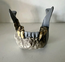 Load image into Gallery viewer, KNM-ER 1813

Homo habilis cast replica Full-size Bone Clones 2026