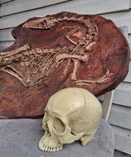 Load image into Gallery viewer, Coelophysis skeleton cast replica