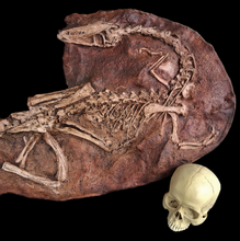 Load image into Gallery viewer, Coelophysis skeleton cast replica