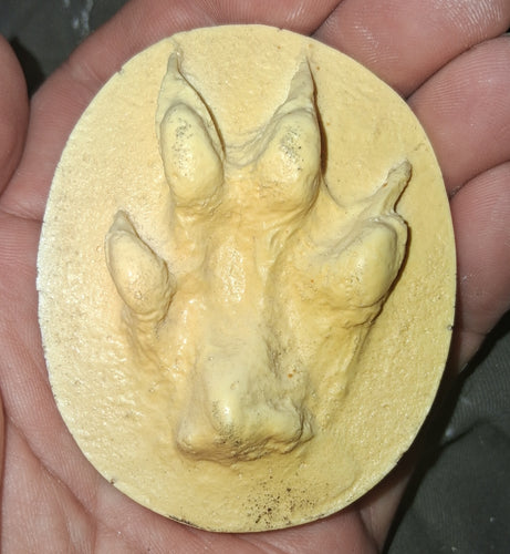 Fox; Red Fox footprint track cast replica