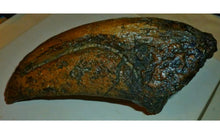 画像をギャラリービューアに読み込む, T-rex Massive T.rex Claw 8 1/2" x 3 1/4" Cast Replica