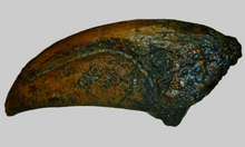 画像をギャラリービューアに読み込む, T-rex Massive T.rex Claw 8 1/2" x 3 1/4" Cast Replica