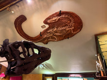 画像をギャラリービューアに読み込む, Coelophysis skeleton cast replica