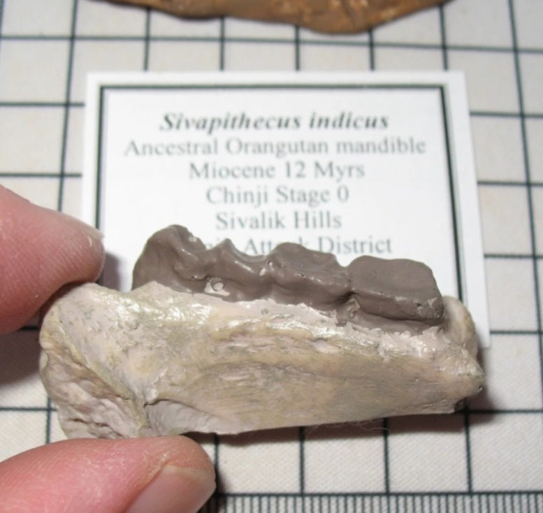 Hominid Sivapithecus cast replica #2 Partial dentition