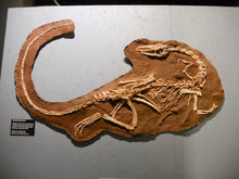 Load image into Gallery viewer, Coelophysis skeleton cast replica