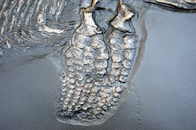 Load image into Gallery viewer, Ichyosaurus skeleton cast 48 inches long replica (TMF ICHTY 48")