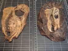 Laden Sie das Bild in den Galerie-Viewer, Eohippus (Hyracotherium) Horse skull cast replica