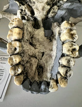 Load image into Gallery viewer, KNM-ER 1813

Homo habilis cast replica Full-size Bone Clones 2026