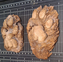 画像をギャラリービューアに読み込む, Mountain Lion (Cougar) 2 footprint cast replicas Mt Lion Tracks #2 and #3