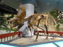 Load image into Gallery viewer, Zuniceratops dinosaur skeleton Rental item