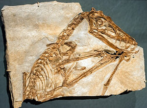 Pterosaur "Abfab" (EC K2576) Fossil Cast Replica