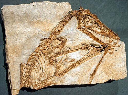 Pterosaur 