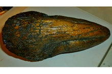 画像をギャラリービューアに読み込む, T-rex Massive T.rex Claw 8 1/2" x 3 1/4" Cast Replica