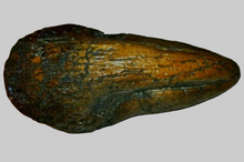 画像をギャラリービューアに読み込む, T-rex Massive T.rex Claw 8 1/2" x 3 1/4" Cast Replica