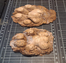 画像をギャラリービューアに読み込む, Mountain Lion (Cougar) 2 footprint cast replicas Mt Lion Tracks #2 and #3