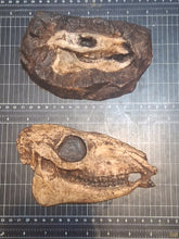 Laden Sie das Bild in den Galerie-Viewer, Eohippus (Hyracotherium) Horse skull cast replica