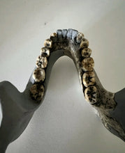 Load image into Gallery viewer, KNM-ER 1813

Homo habilis cast replica Full-size Bone Clones 2026
