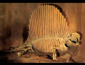 Dimetrodon skeleton cast replica 2025