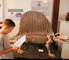Load image into Gallery viewer, Dimetrodon skeleton cast replica 2025