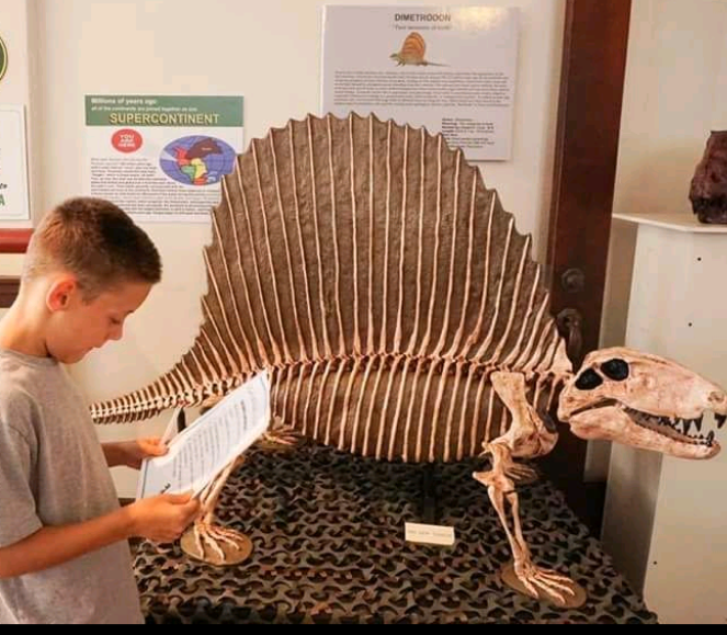 Dimetrodon skeleton cast replica 2025
