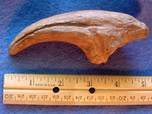 Laden Sie das Bild in den Galerie-Viewer, Acrocanthosaurus Claw Cast Replica #1