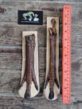 Load image into Gallery viewer, Horse legs and hooves cast replicas (Teaching quality) painted