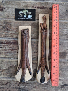 Horse legs and hooves cast replicas (Teaching quality) painted