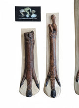 Load image into Gallery viewer, Horse legs and hooves cast replicas (Teaching quality) painted