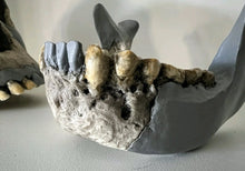 Load image into Gallery viewer, KNM-ER 1813

Homo habilis cast replica Full-size Bone Clones 2026