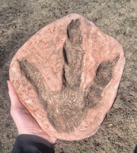 Laden Sie das Bild in den Galerie-Viewer, Dinosaur Large Footprint Track Cast Replica Carnosaur Jurassic Virginia replica Theropod Grallator