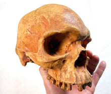 Charger l'image dans la galerie, Human Male Australian Aboriginal Skull Painted
BC-031P Bone Clones (2026)