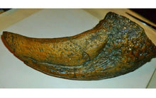 画像をギャラリービューアに読み込む, T-rex Massive T.rex Claw 8 1/2" x 3 1/4" Cast Replica