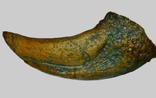 画像をギャラリービューアに読み込む, T-rex Massive T.rex Claw 8 1/2" x 3 1/4" Cast Replica