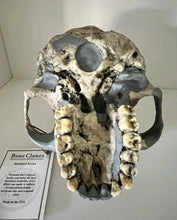 Load image into Gallery viewer, KNM-ER 1813

Homo habilis cast replica Full-size Bone Clones 2026
