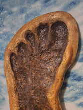 Charger l&#39;image dans la galerie, 1983 Bigfoot Grover Krantz LIMITED EDITION TRACK CAST Sasquatch footprint cast