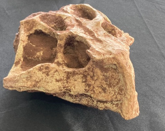 Hongshanosaurus Skull Cast Replica