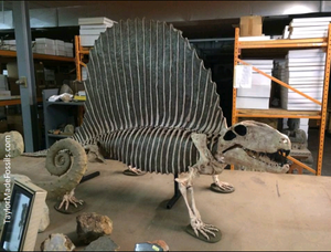 Dimetrodon skeleton cast replica 2025