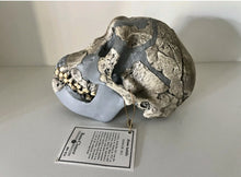 Load image into Gallery viewer, KNM-ER 1813

Homo habilis cast replica Full-size Bone Clones 2026