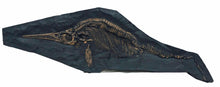 Load image into Gallery viewer, Ichyosaurus skeleton cast 57 inches long replica (TMF ICHTY 57")