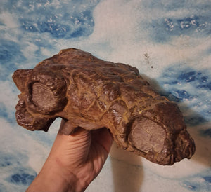 Pawpawsaurus Nodosaurid Ankylosaur skull (lacking mandible) Dinosaur Ankylosaurus skull cast replica