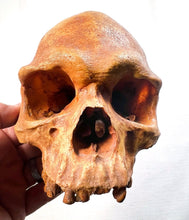Charger l'image dans la galerie, Human Male Australian Aboriginal Skull Painted
BC-031P Bone Clones (2026)